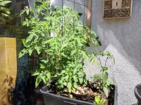 A pot on a balcony where a huge Sunviva is growing and before a Black Heart