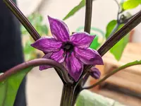Detailed picture of the purple flower of Open Source chili Black Heart